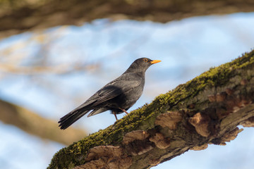 portrait of a blackbird