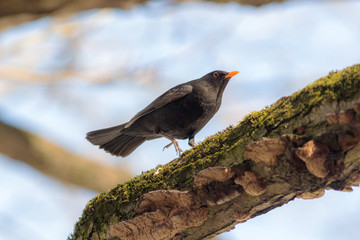 blackbird on a tree