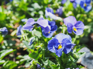 Closeup Shot at A Group of Violet Pansy (Viola, or Violet) Flowers (Selective Focus) Showing Their Pollens and Petals for Background, Backdrop, or Wallpaper.