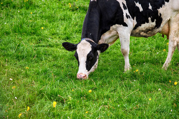 Artgerechte Tierhaltung 