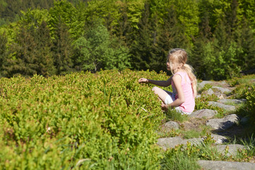 Naklejka na ściany i meble Child blond little girl picking fresh berries on blueberry field in forest. Child pick blue berry in the woods. 