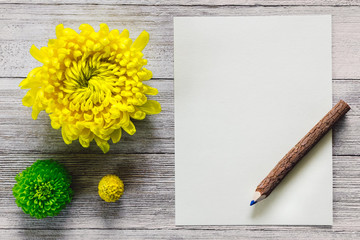 Chrysanthemums and Craspedia with Paper and Pencil