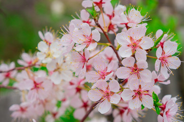 macro photography of plum blossoms in spring