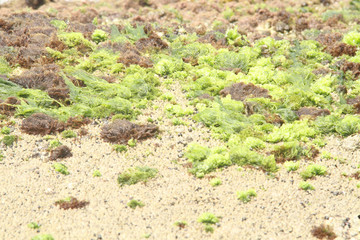 Guaruja, São Paulo, Brazil