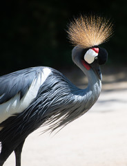 Grey crowned crane in a profile portrait © feeferlump