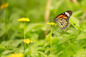 butterfly on flower