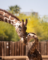 Naklejka premium Father and son giraffe share a tender moment nuzzling