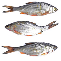 Three river fresh fish. Isolated. White background