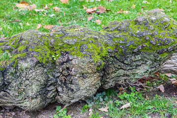Tree with moss