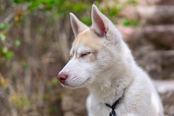 Kuma,the siberian husky