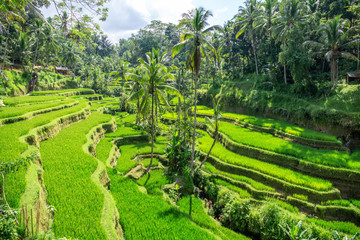 Gr&uuml;ne Reisterrassen