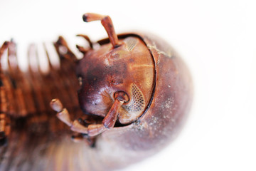 head part with eyes and antennae of giant African millipede. Macro.