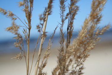 Fototapeta premium jurmala