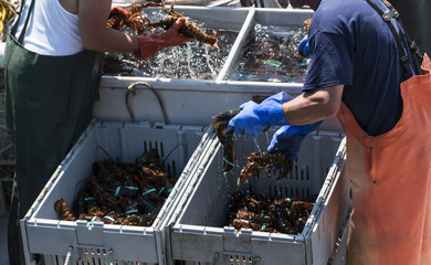 Two fishermen sorting fresh lobster on their boat