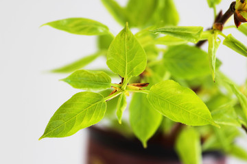 young green leaves on poplar branches tree Populus.