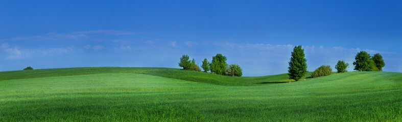 Gentle hills covered with green cereal with a few trees on the edge and a blue sky