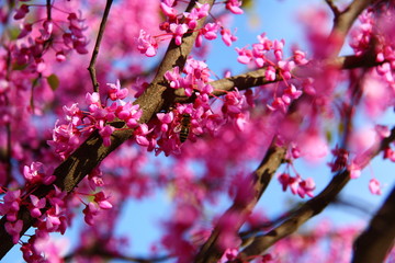flowers spring pink bee