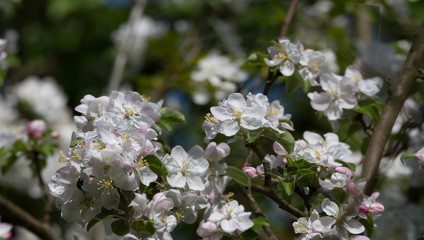 Pink, delicate flowers of a blooming apple tree