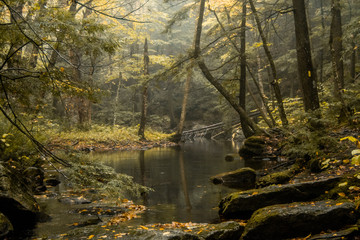 Calm Water in the Forest