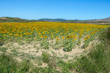 Fototapeta na wymiar Campo de girasoles, La Rioja, España