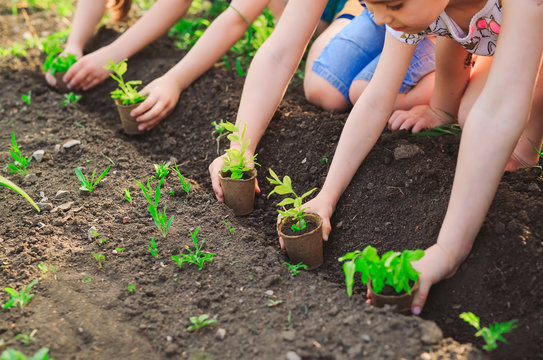 Children's hands planting young tree on black soil together as the world's concept of rescue