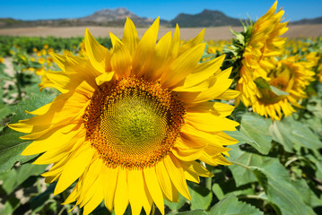 Field of sunflowers, La Rioja, Spain