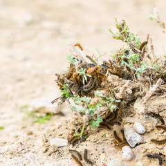 Group family of spring caterpillars on sandy ground