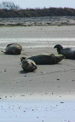 les phoques de la baie de somme en picardie