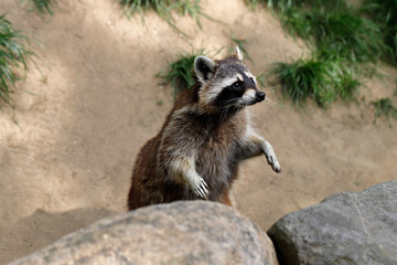Fototapeta premium Lotor common raccoon