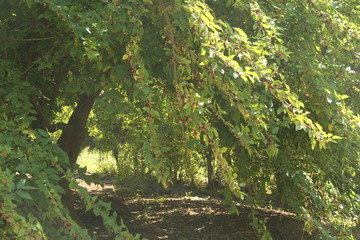 Adriculture, field, Brazil