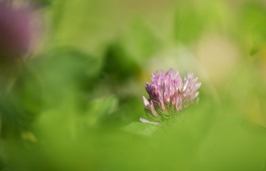 flower of red clover in defocused blurred green background