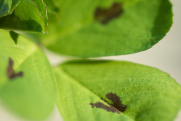 close up of red spotted clover, medicago arabica with yellow flowers