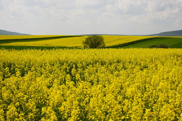 flourishing yellow rape fields