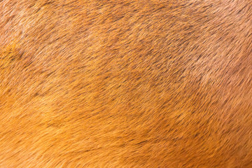 Close up brown horse textured