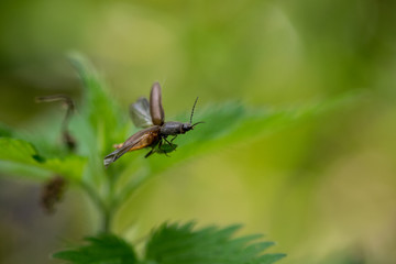Click Beetle (Athous haemorrhoidalis) in flight