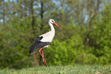 White stork (Ciconia ciconia) walking on a green meadow
