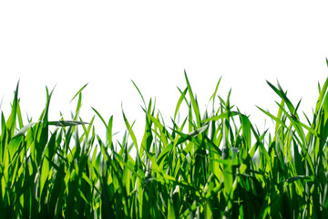 Fototapeta premium Grass isolated on white background.