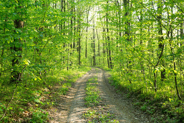 Forest trees. nature green wood sunlight backgrounds