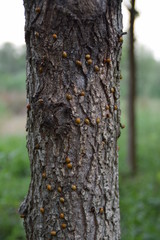 Swarm of ladybugs on a tree trunk