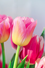 Pink tulip background