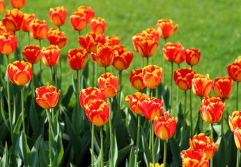 Bright tulips background. Vivid red and yellow tulips against green grass background. 