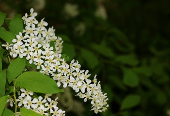 Racemes of bloomed bird cherry bush on blurred dark green background. Other names  for bird cherry is hagberry, hackberry, Prunus padus  or Mayday tree. Copy space for text. Selective focus