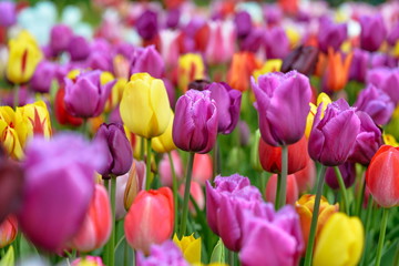 beautiful blooming tulips in the king's flowers garden Keukenhof (Garden of Europe), Holland, The Netherlands