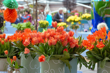 different kinds of tulips and the colorful flowers in the king's flowers garden Keukenhof (Garden of Europe), Holland, The Netherlands