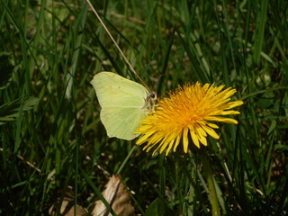 Zitronenfalter Löwenzahn Blüte