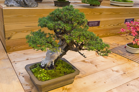 Bonsai tree  - Temple juniper