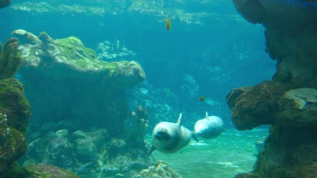 common harbor seals swim underwater upside down play