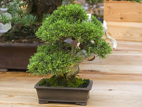 Bonsai tree  - Chinese juniper.