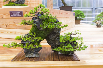 Bonsai tree  - Chinese juniper, composition on a stone.