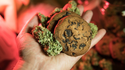 Baking cookies from cannabis close-up.